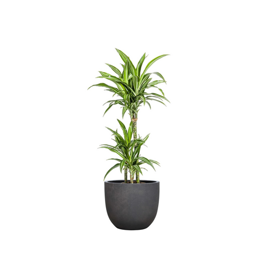 Dracaena Deremensis "White Stripe" - ⭥100cm