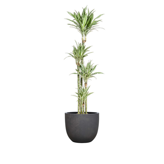 Dracaena Deremensis "White Stripe" - ⭥180cm