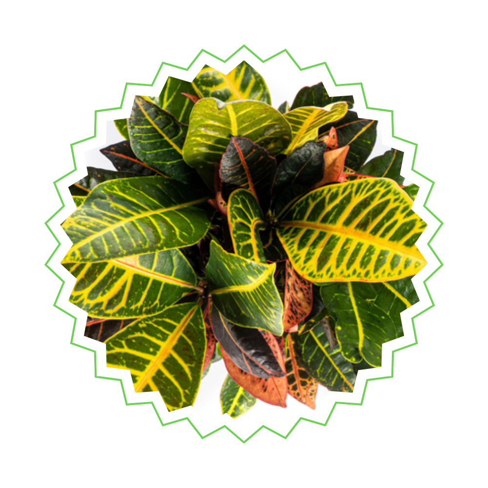 Croton Petra - Wunderstrauch - 〈⭥50cm〉