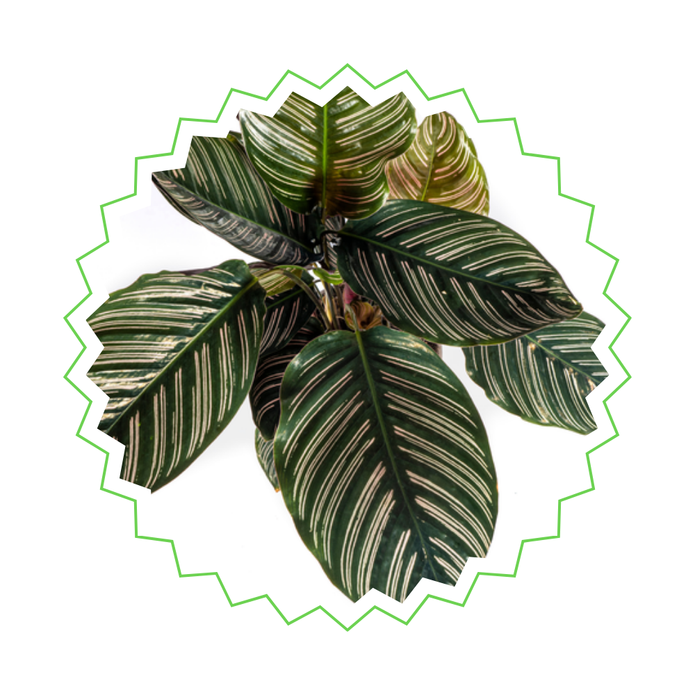 Calathea Sanderiana "Pinselstrich-Korbmarante" - 〈⭥45cm〉