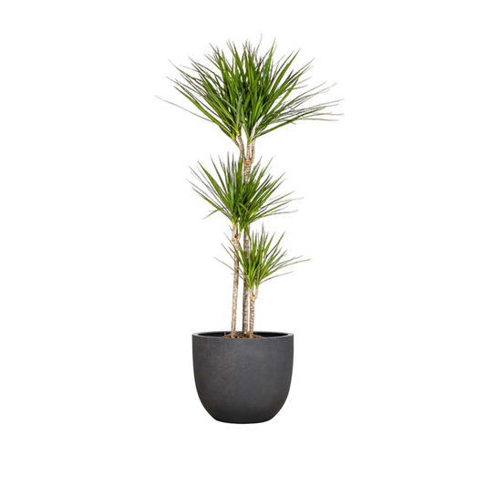 Dracaena Marginata "Green" - ⭥140cm