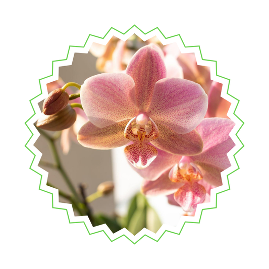 Altrosa Schmetterlingsorchidee "Treviso" - ⭥35cm