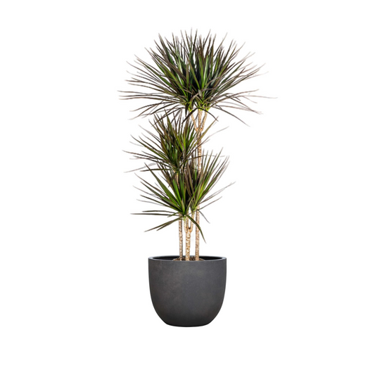 Dracaena Marginata "Magenta" - ⭥140cm