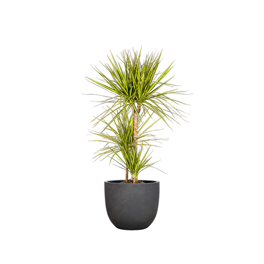 Dracaena Marginata "Sunray" - ⭥110cm