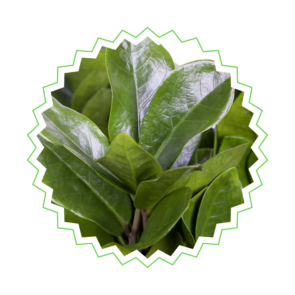 Zamioculcas Zamiifolia - ⭥80cm - mit Pflanzkorb Lissabon in Schwarz