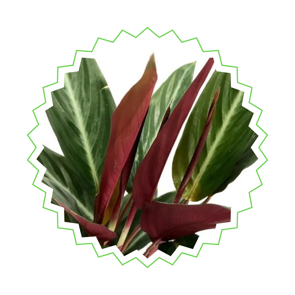 Calathea Stripestar "Sternstreifen-Korbmarante" - 〈⭥40cm〉