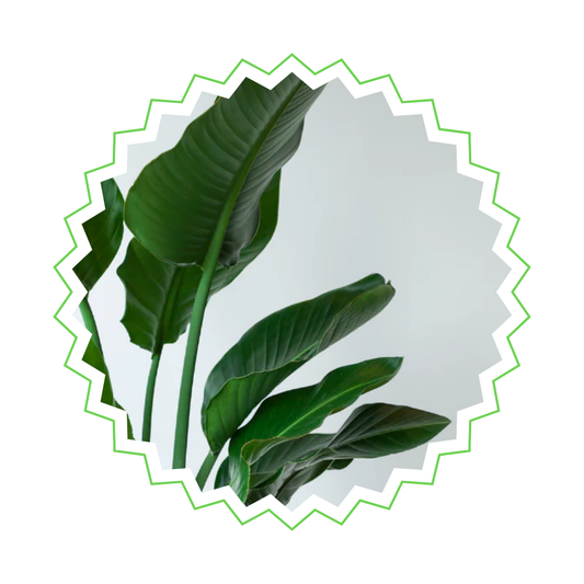 [2er-Pack] Strelitzia Nicolai ⭥100cm - "Paradiesvogelblume"