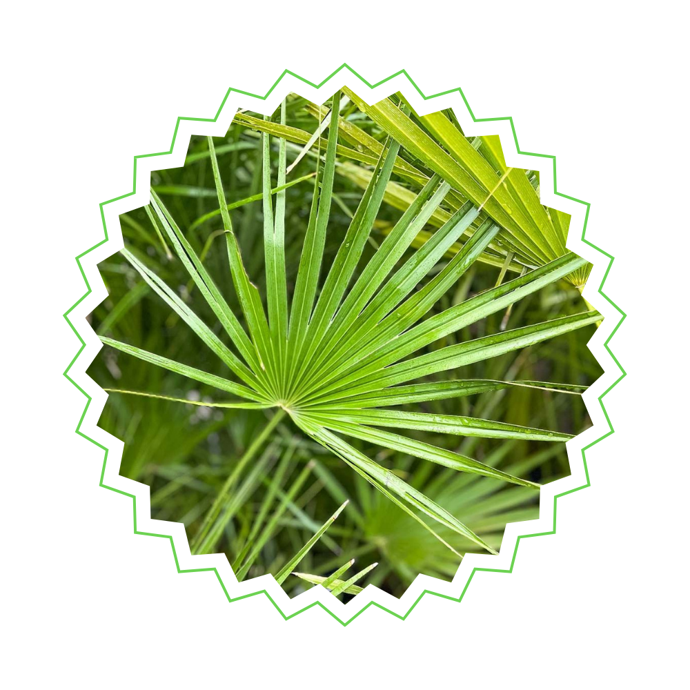 Chamaerops Humilis - "Zwergpalme" - ⭥130cm