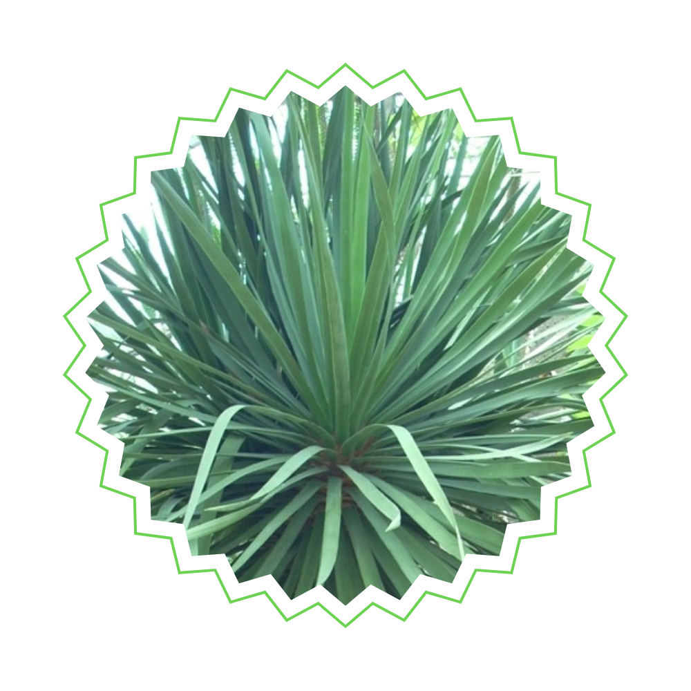 Drachenbaum "Draco" - Kanarischer Drachenbaum - ⭥100cm