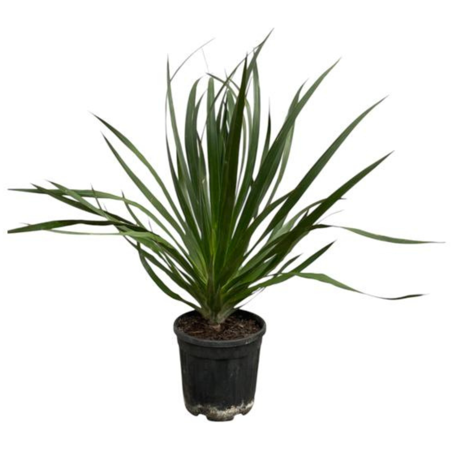 Drachenbaum "Draco" - Kanarischer Drachenbaum - ⭥100cm