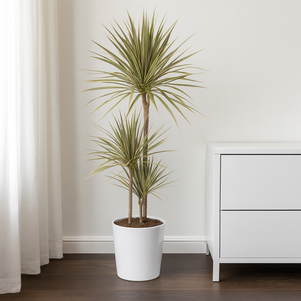 Drachenbaum "Bicolor" - ⭥120cm