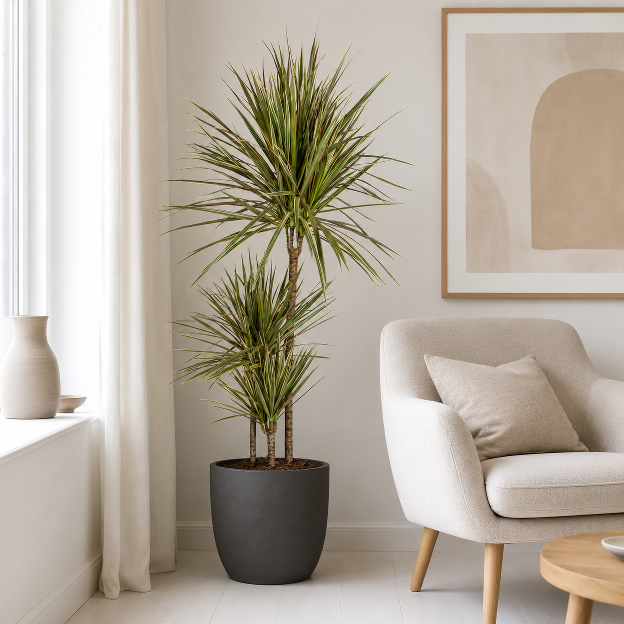 Drachenbaum "Bicolor" - ⭥120cm