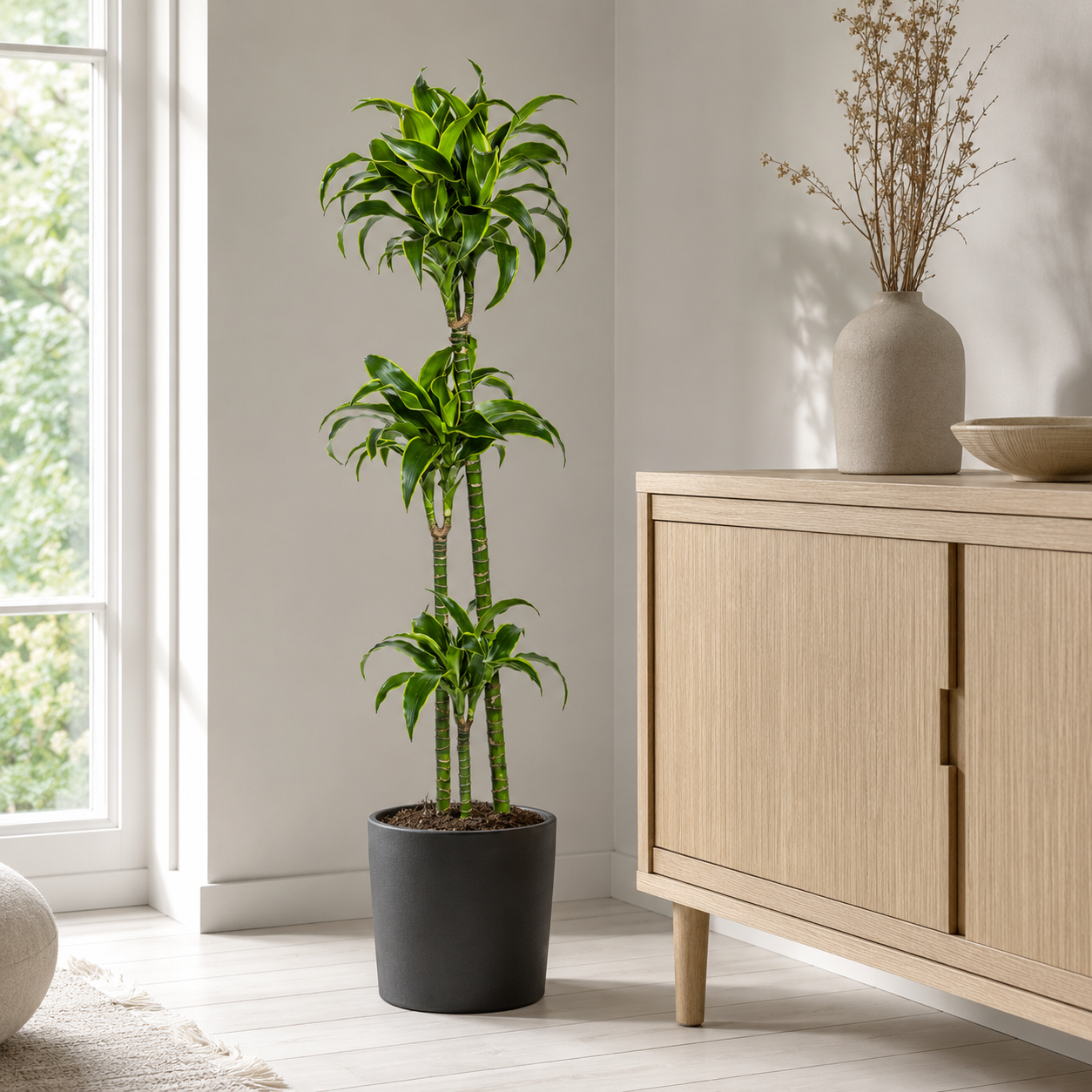Drachenbaum "Dorado" - ⭥130cm