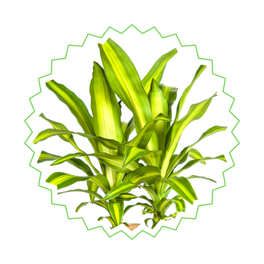 Drachenbaum "Massangeana" - ⭥140cm