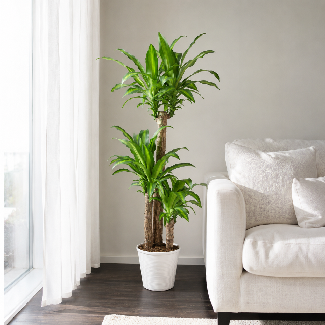 Drachenbaum "Massangeana" - ⭥140cm