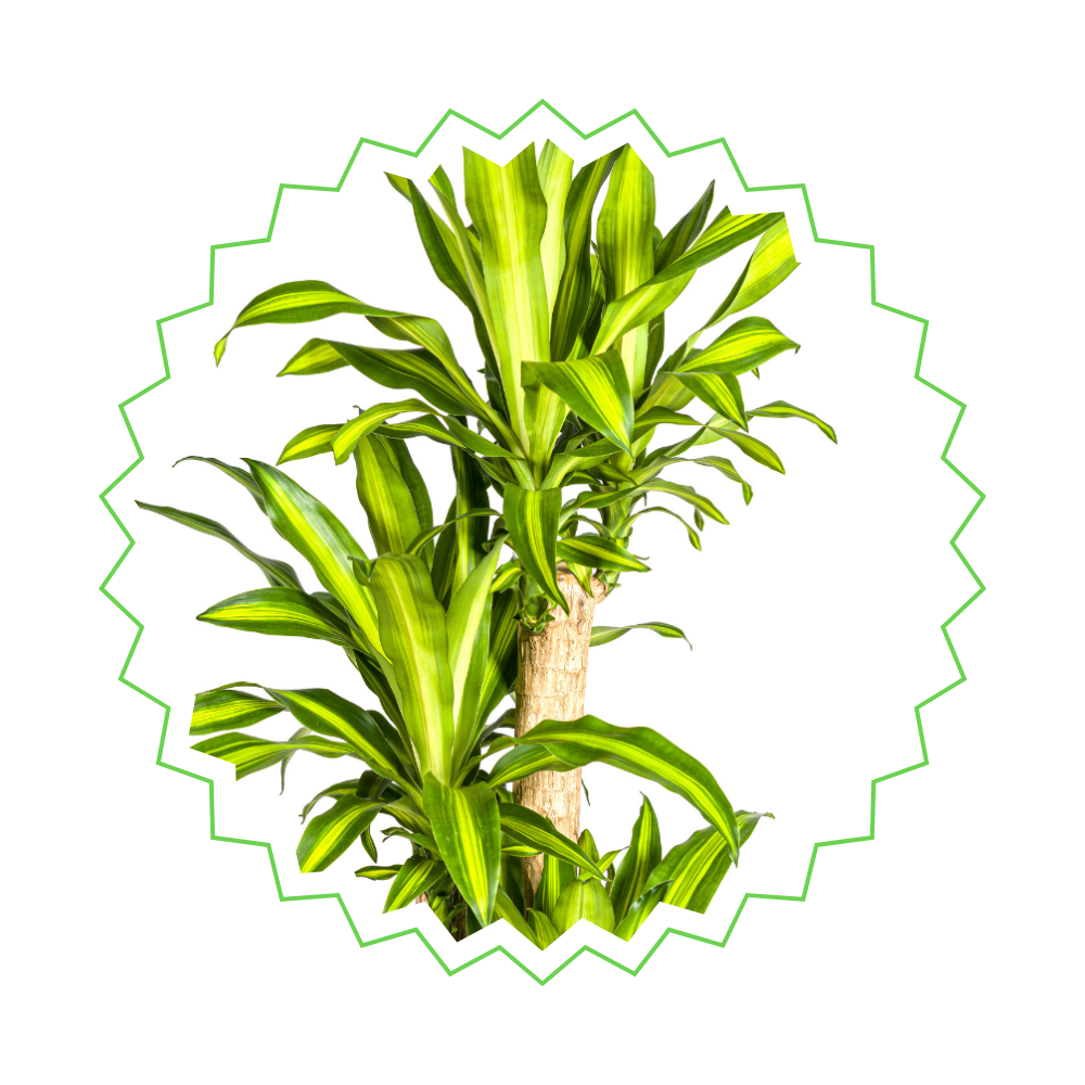 Drachenbaum "Massangeana" - ⭥180cm