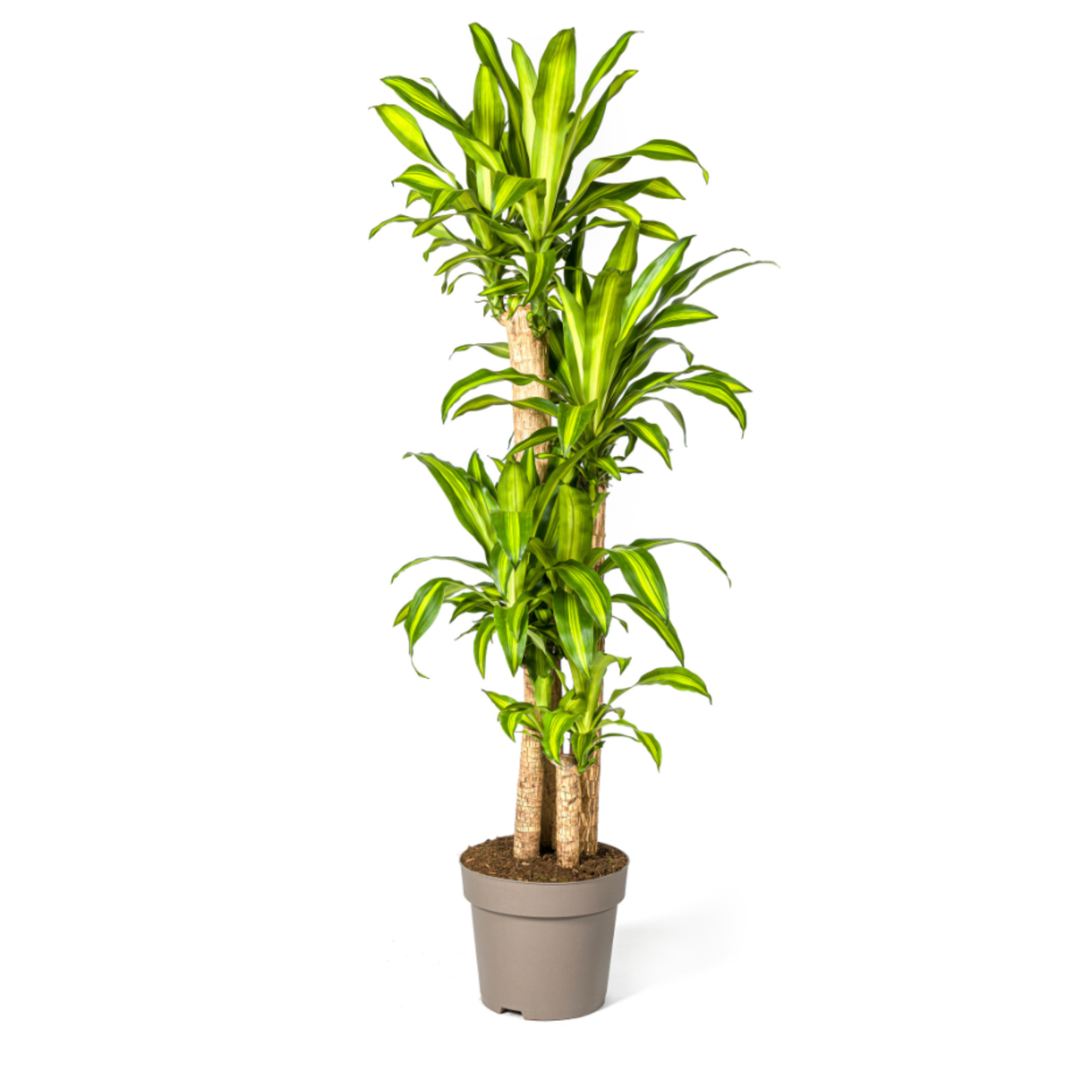 Drachenbaum "Massangeana" - ⭥180cm