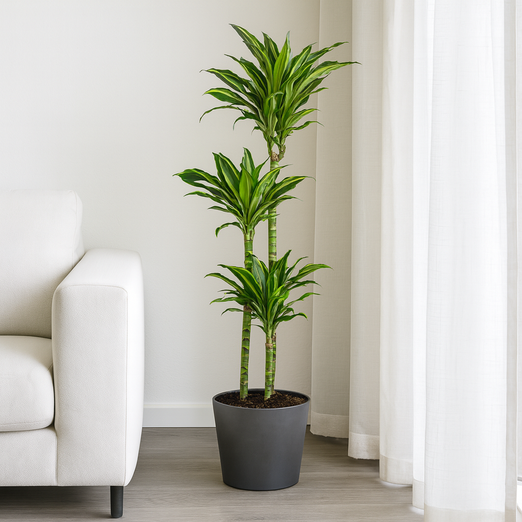 Drachenbaum "Golden Coast" - ⭥140cm