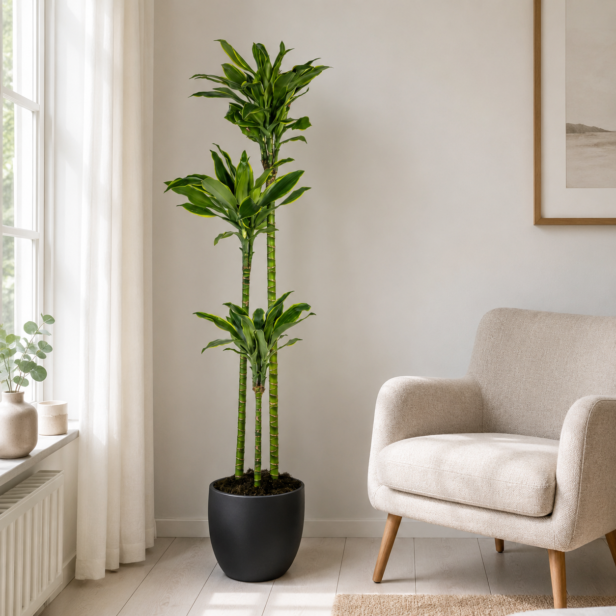 Drachenbaum "Golden Coast" - ⭥140cm