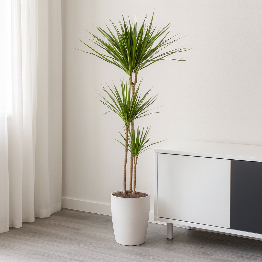 Drachenbaum "Green" - ⭥140cm