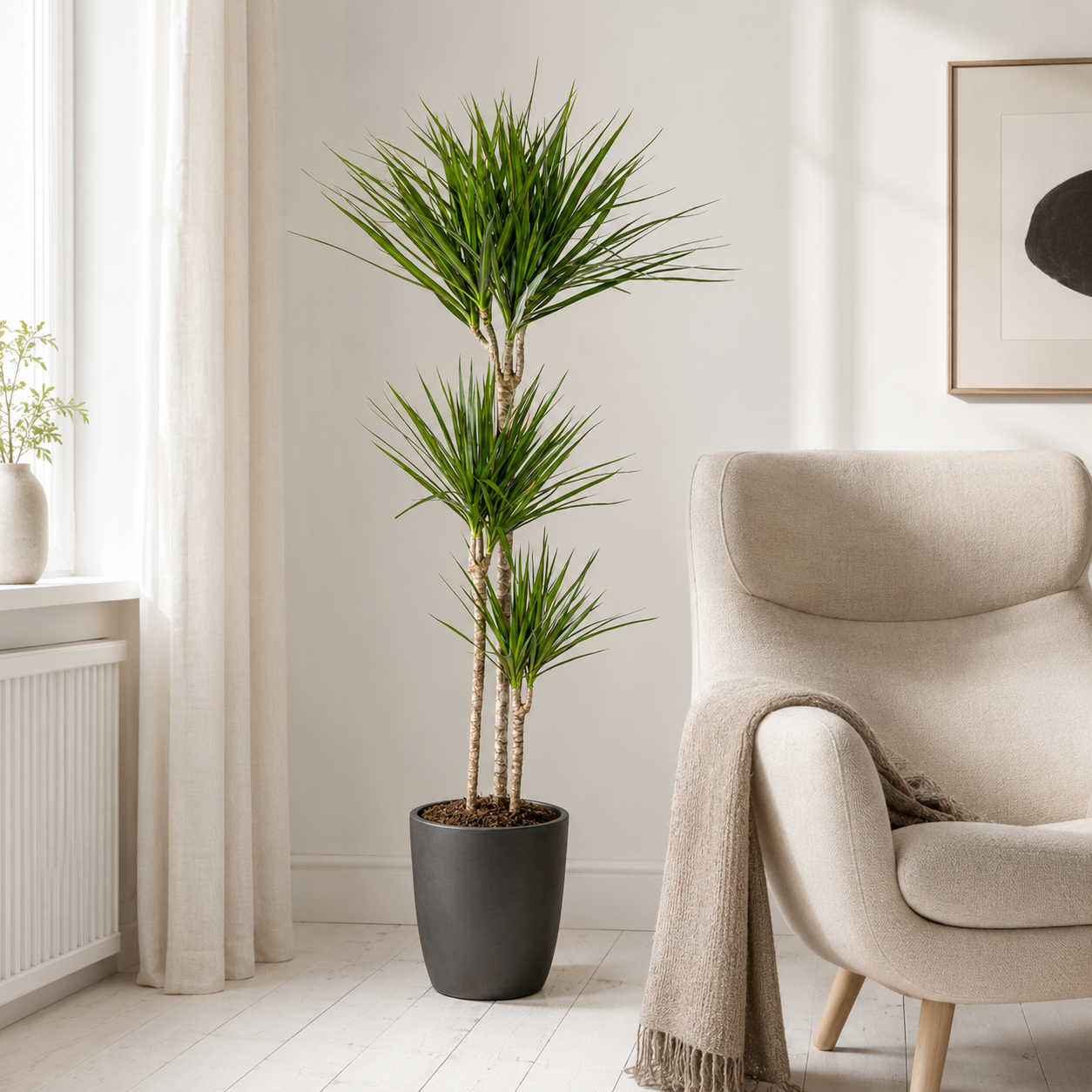 Drachenbaum "Green" - ⭥140cm