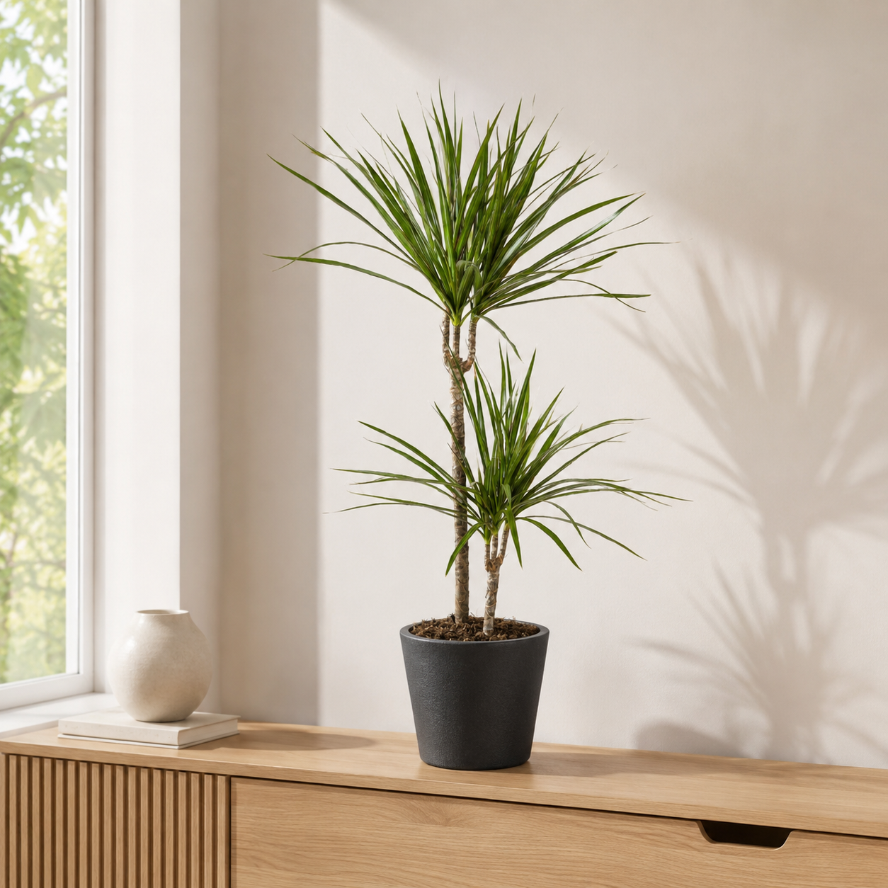 Drachenbaum "Green" - ⭥80cm