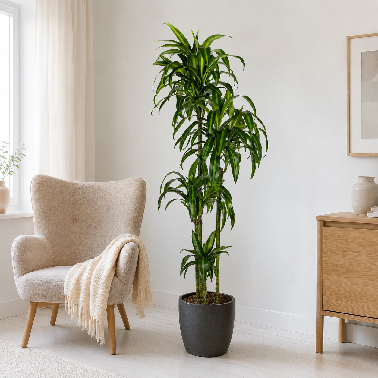 Drachenbaum "Hawaiian Sunshine" - ⭥180cm