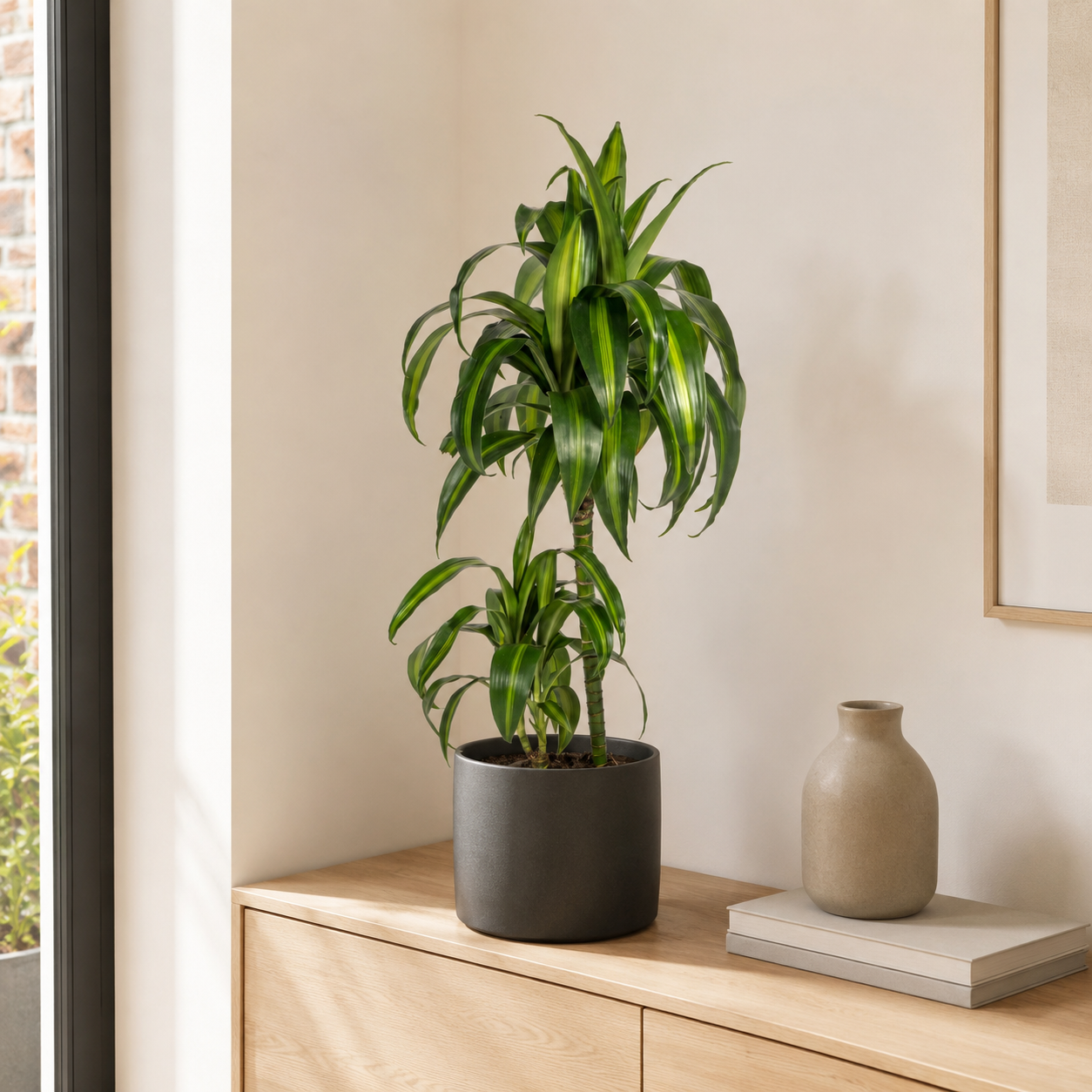 Drachenbaum "Hawaiian Sunshine" - ⭥80cm