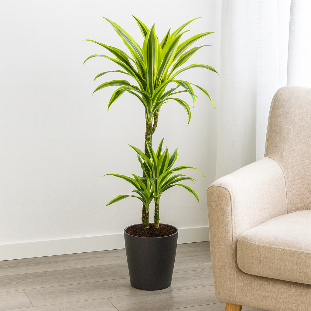 Drachenbaum "Lemon Lime" - ⭥100cm