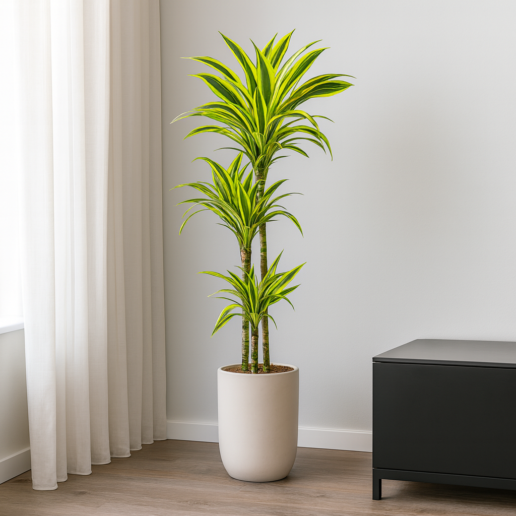 Drachenbaum "Lemon Lime" - ⭥140cm