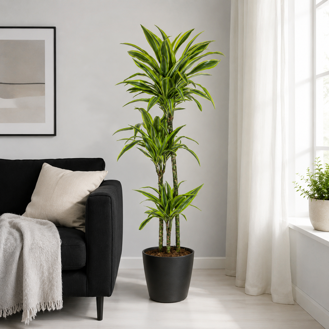 Drachenbaum "Lemon Lime" - ⭥140cm