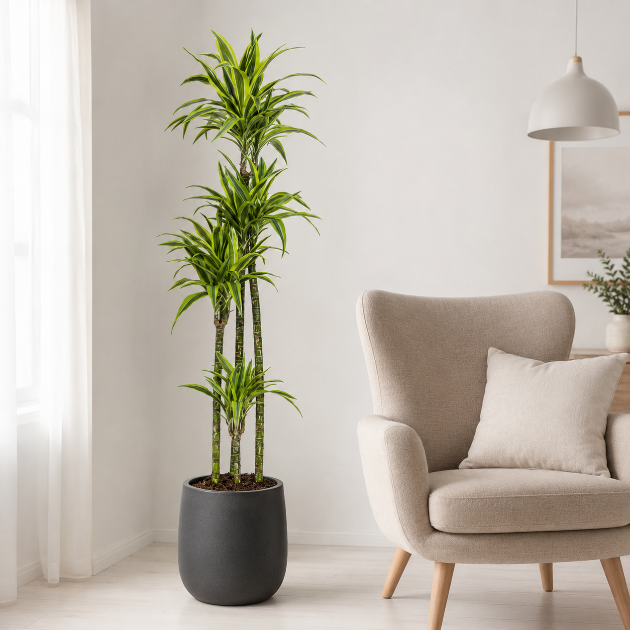 Drachenbaum "Lemon Lime" - ⭥180cm