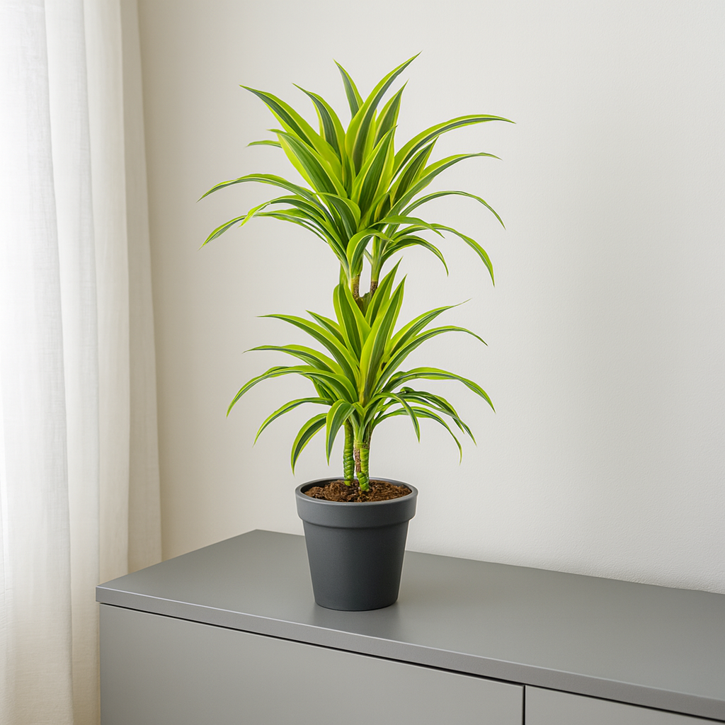 Drachenbaum "Lemon Lime" - ⭥80cm