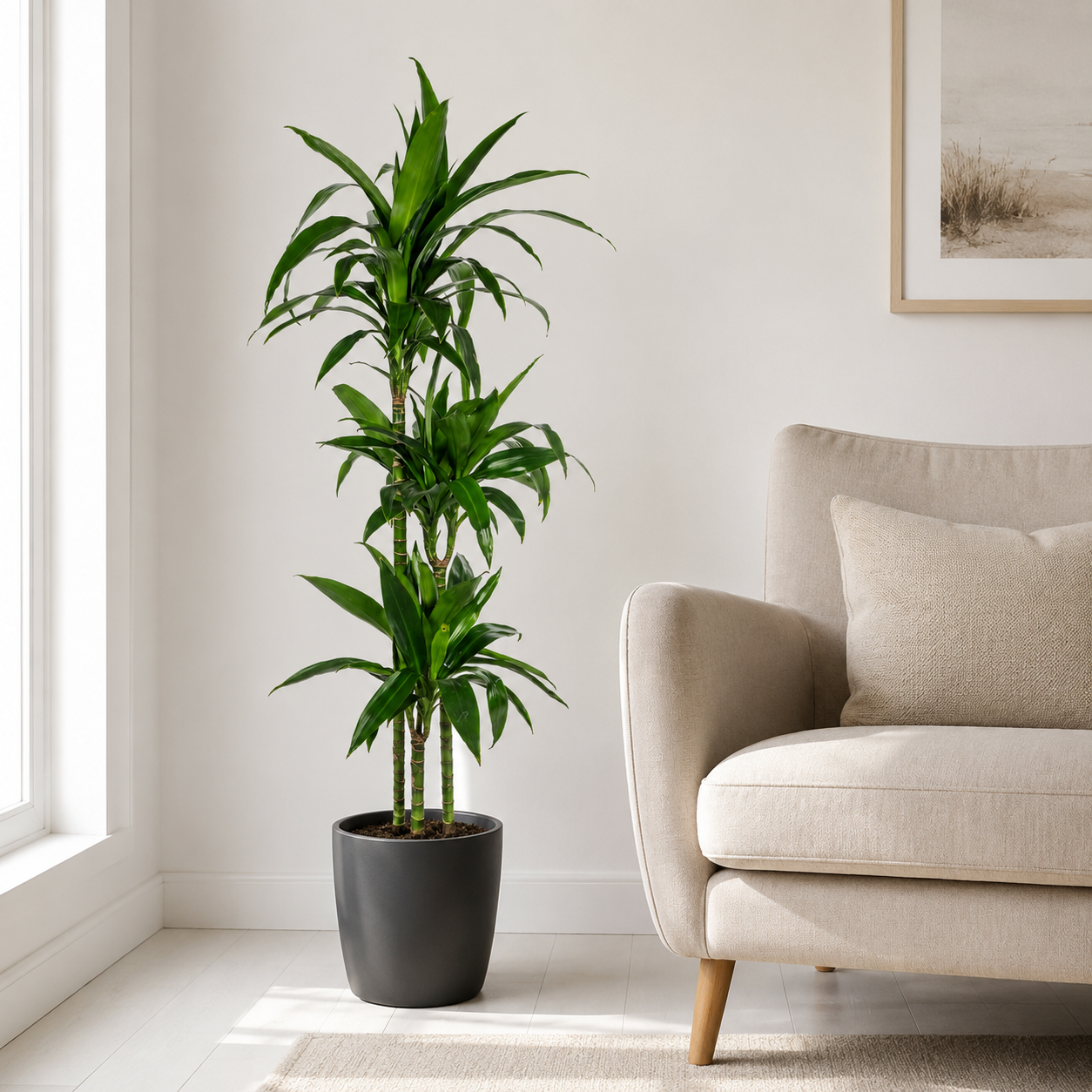 Drachenbaum "Lisa" - ⭥140cm