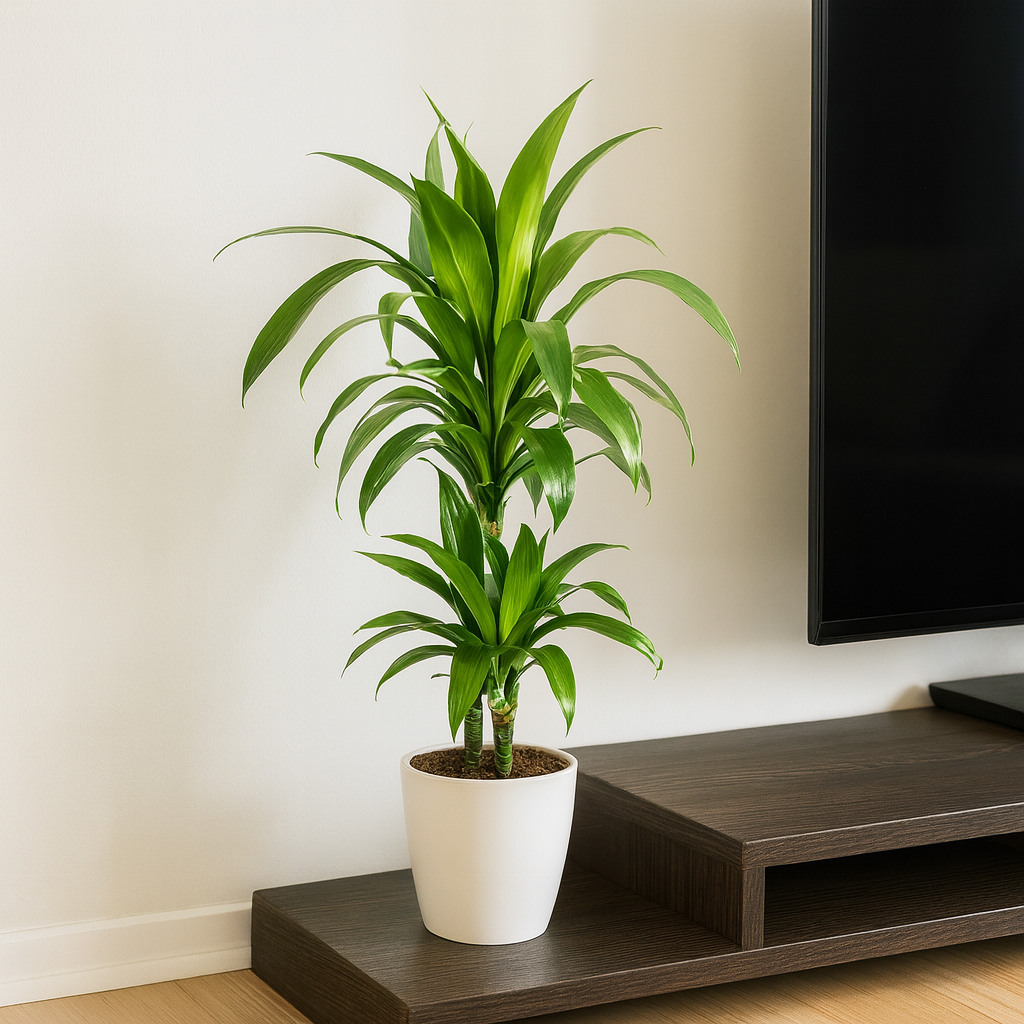 Drachenbaum "Lisa" - ⭥80cm