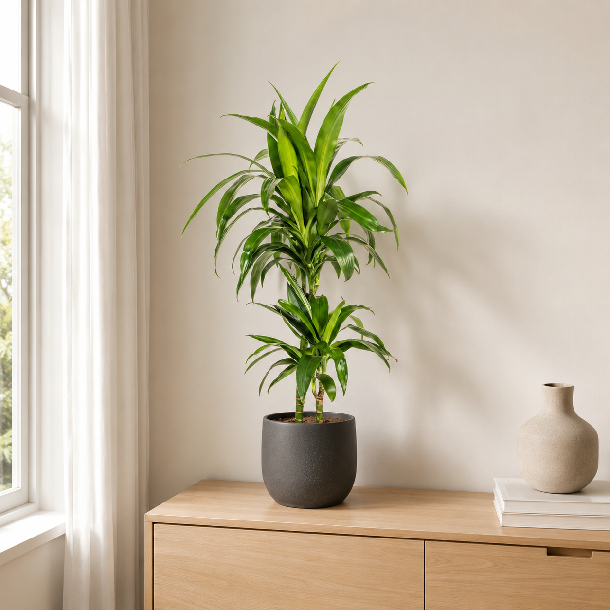 Drachenbaum "Lisa" - ⭥80cm