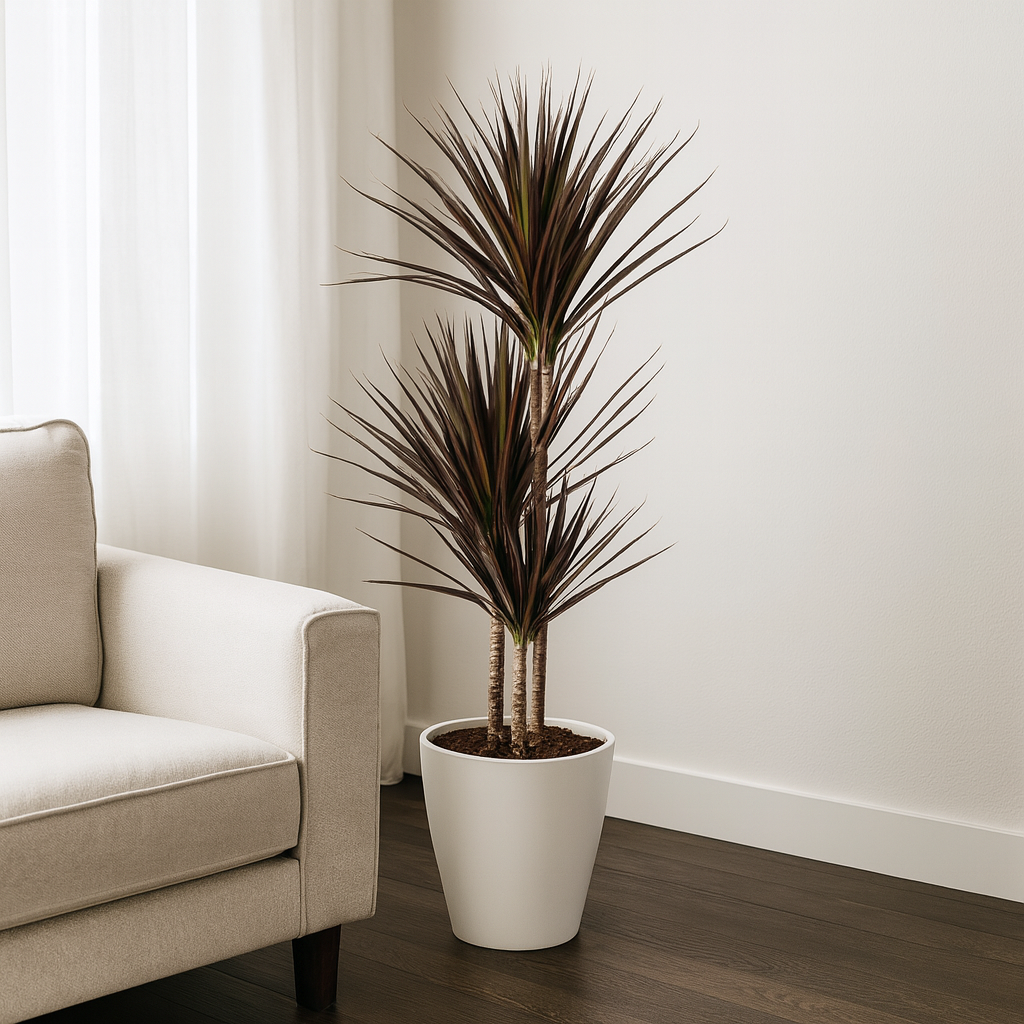 Drachenbaum "Magenta" - ⭥120cm