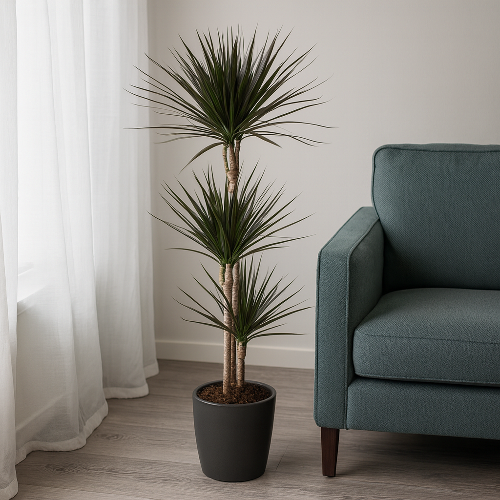 Drachenbaum "Magenta" - ⭥140cm