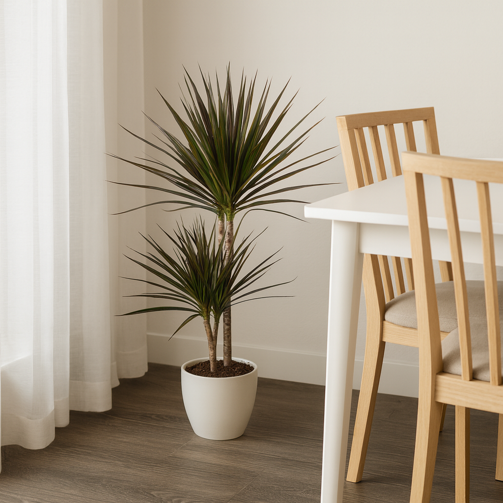 Drachenbaum "Magenta" - ⭥60cm