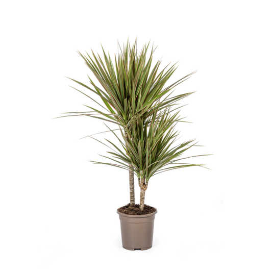 [Pflanzenset] Drachenbaum Bicolor ⭥60cm & Monstera ⭥60cm - Pflegeleicht