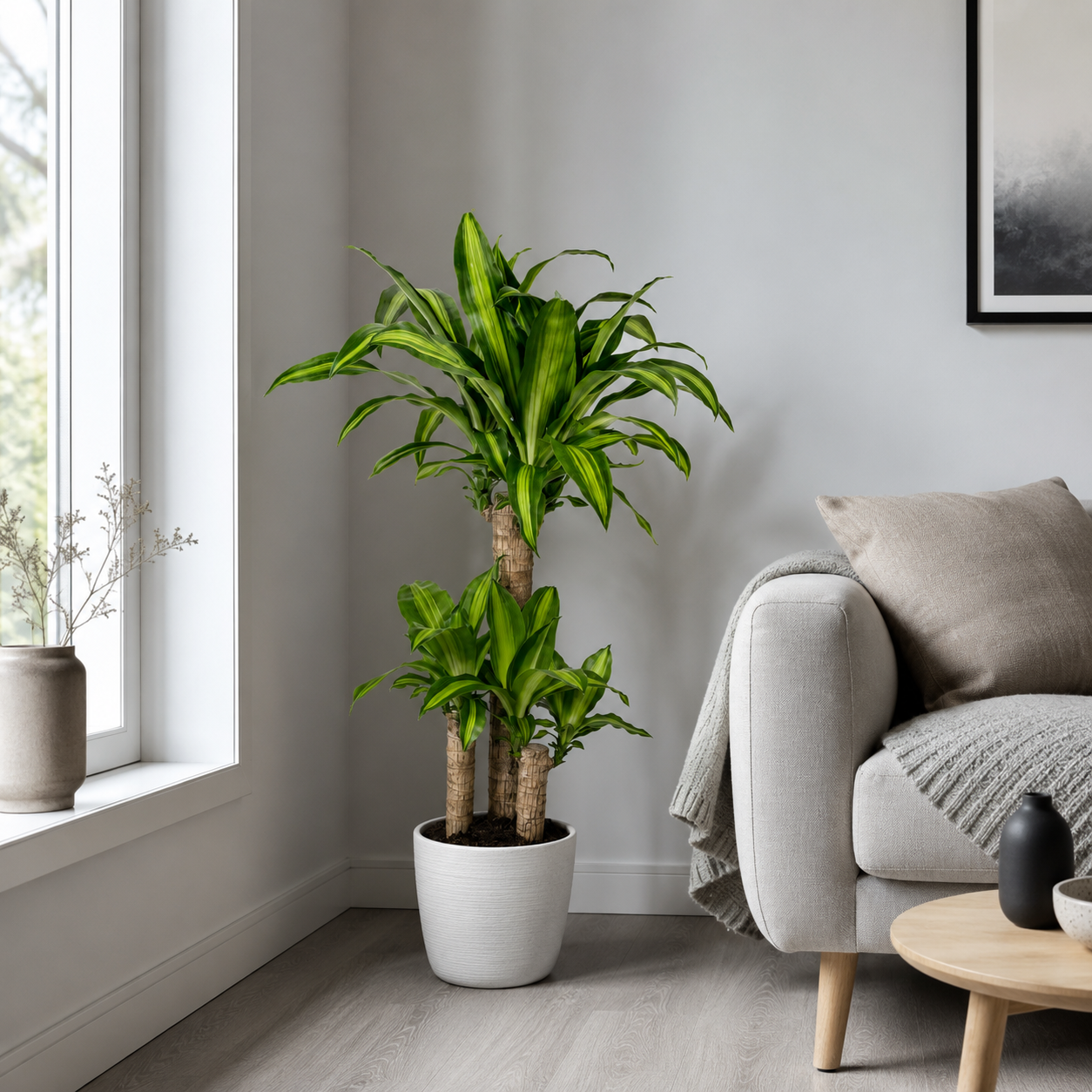 Drachenbaum "Massangeana" - ⭥100cm