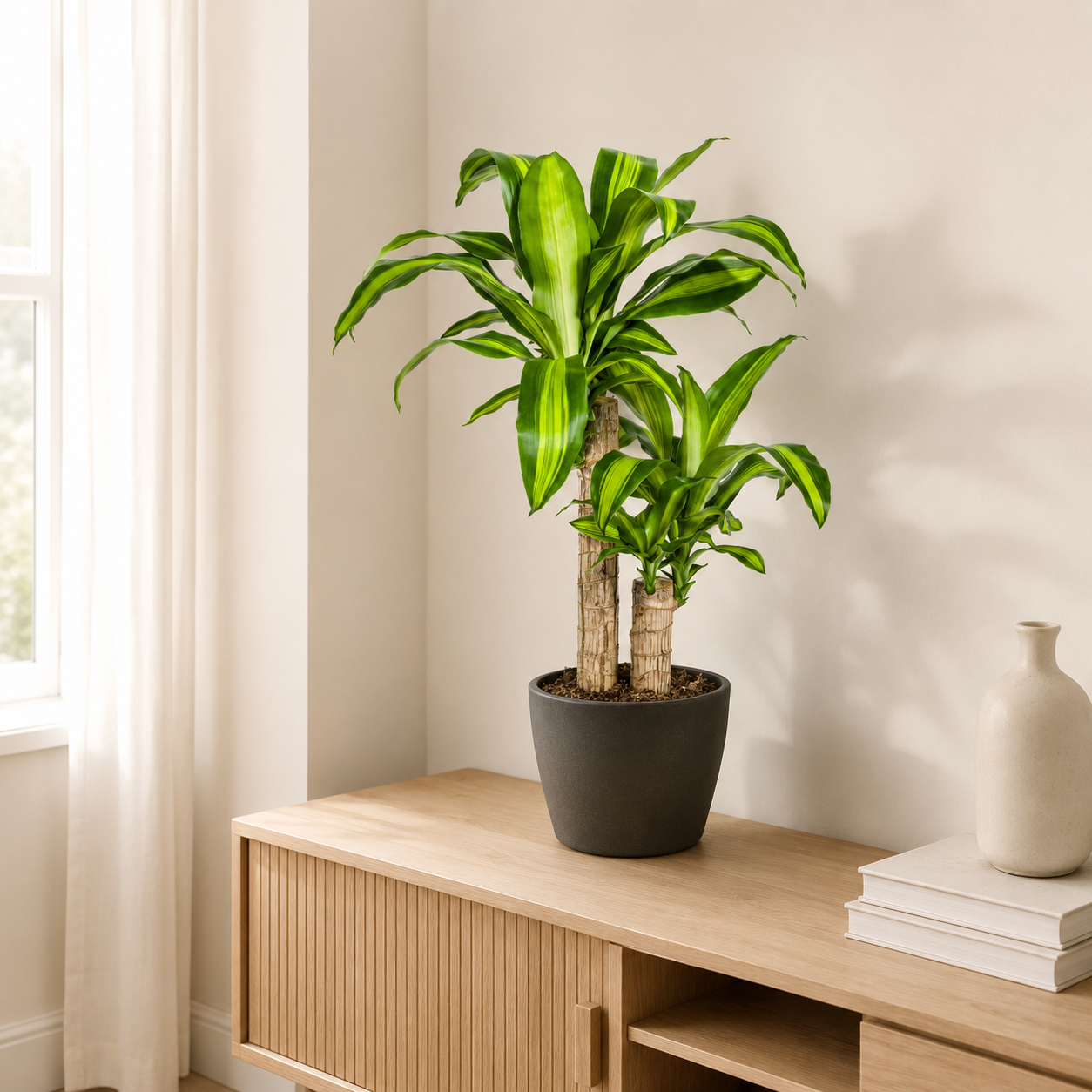 Drachenbaum "Massangeana" - ⭥80cm