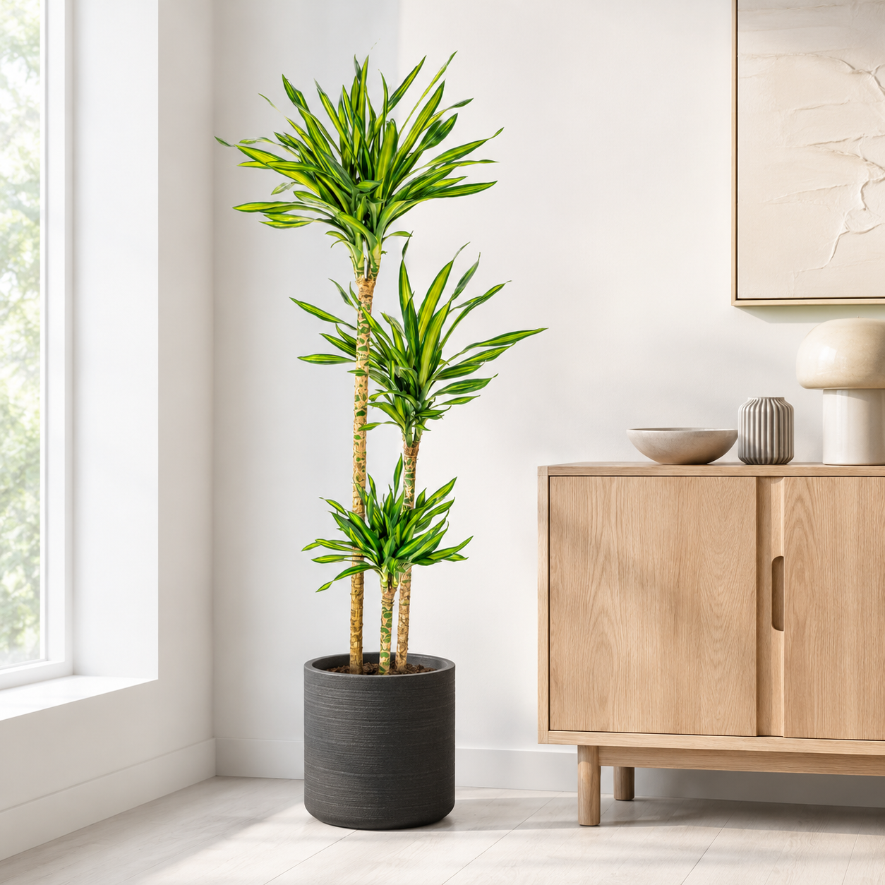 Drachenbaum "Rikki" - ⭥140cm
