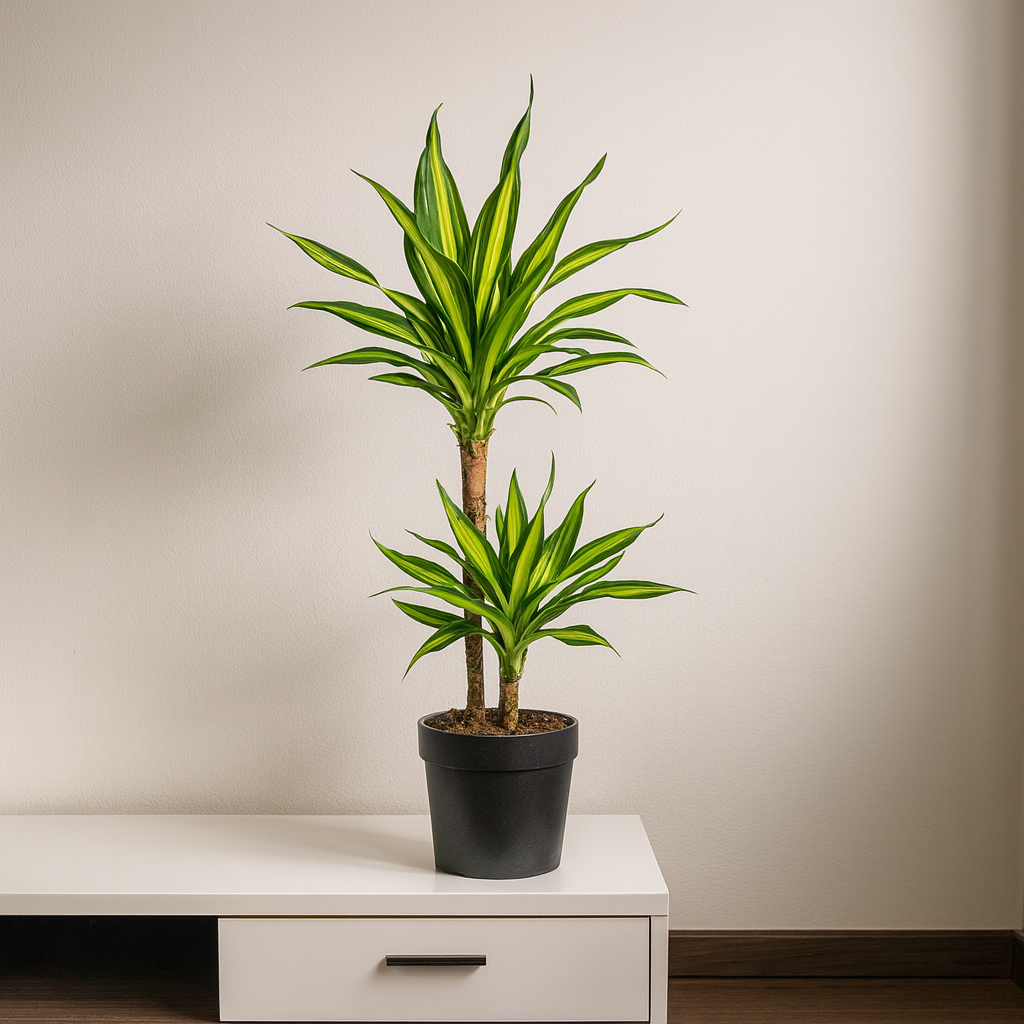 Drachenbaum "Rikki" - ⭥80cm