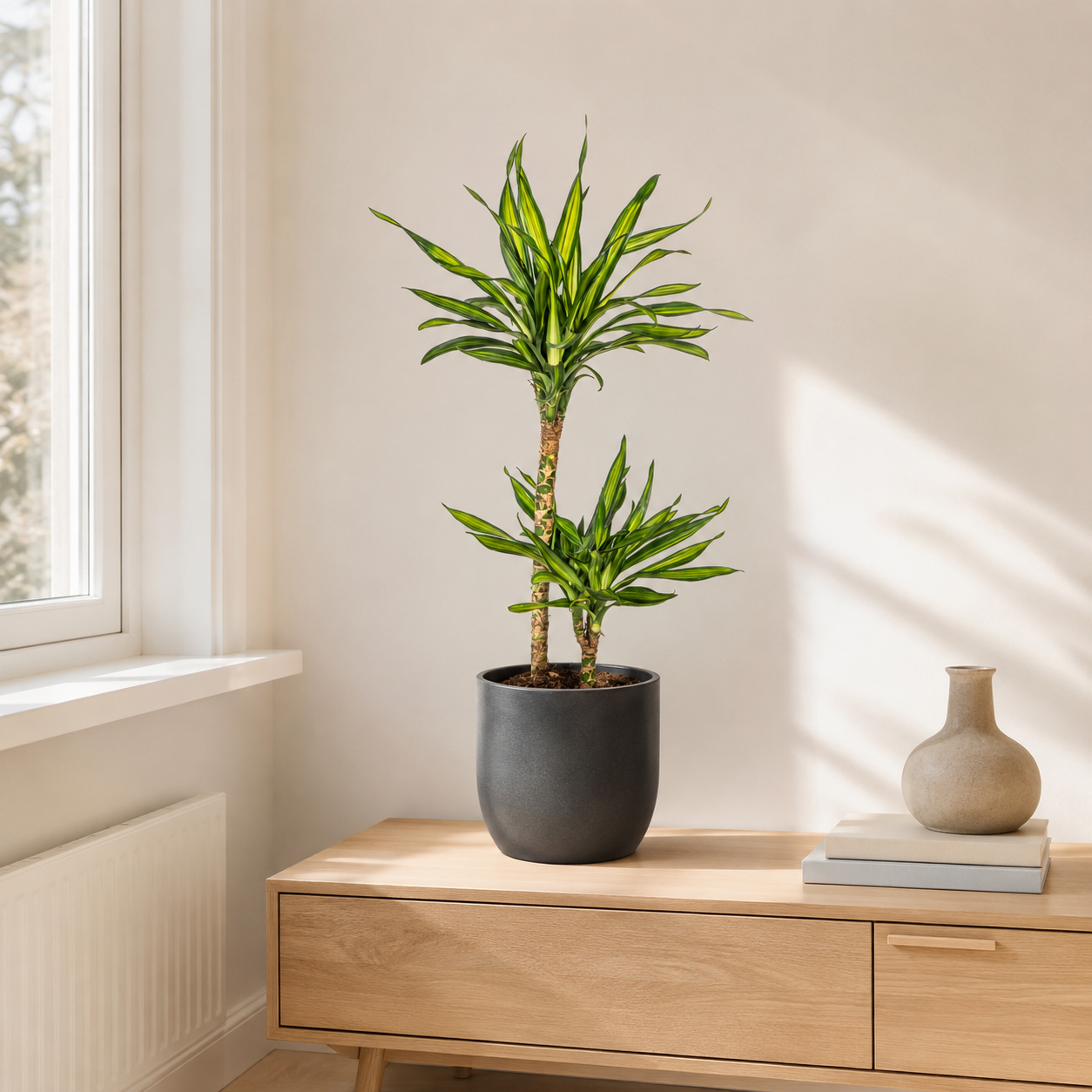 Drachenbaum "Rikki" - ⭥80cm