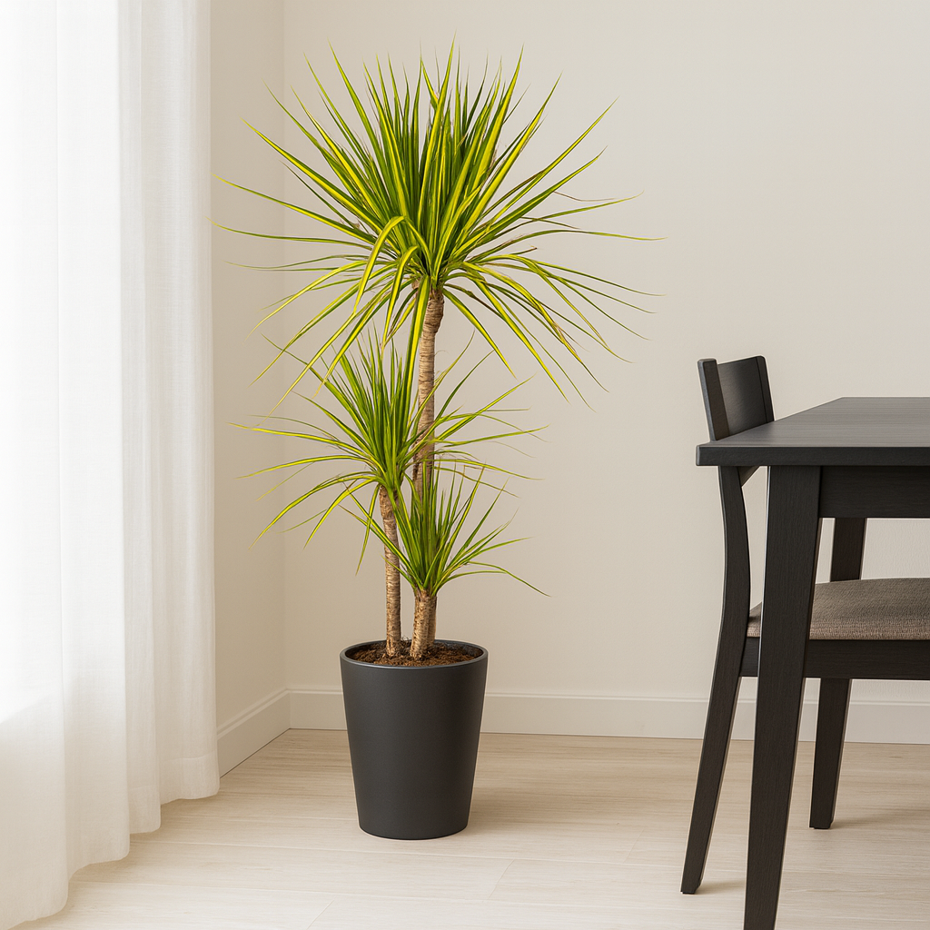 Drachenbaum "Sunray" - ⭥110cm