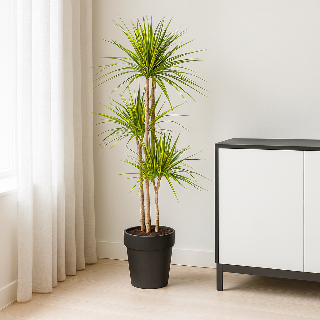 Drachenbaum "Sunray" - ⭥140cm