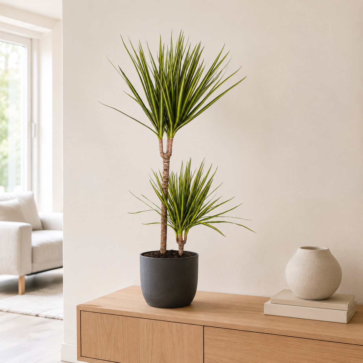 Drachenbaum "Sunray" - ⭥90cm