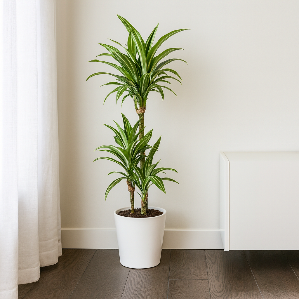 Drachenbaum "White Stripe" - ⭥100cm