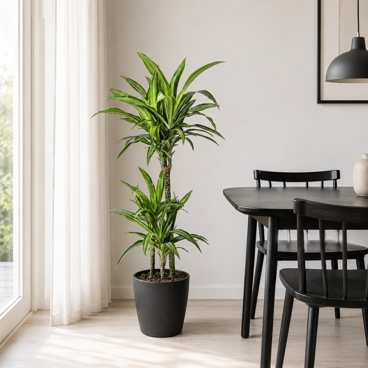 Drachenbaum "White Stripe" - ⭥100cm
